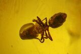 Detailed Fossil Ant (Formicidae) & Fly (Chironomidae) in Baltic Amber #197766-1